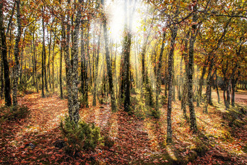 Beautiful autumn forest scene showing sunlight through trees