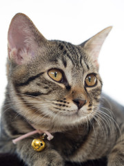 子猫