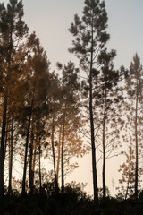 Pine trees silhouettes