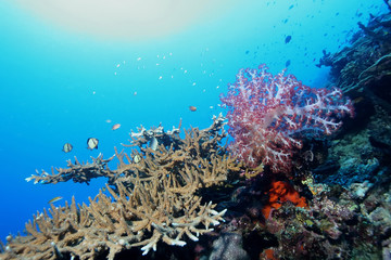 Fototapeta na wymiar coral life diving Papua New Guinea Pacific Ocea