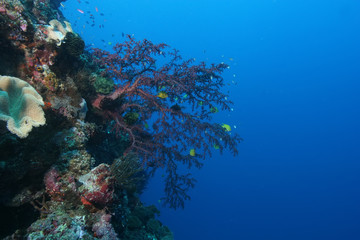 Naklejka na ściany i meble coral life diving Papua New Guinea Pacific Ocea