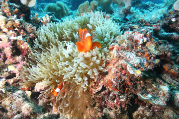 Naklejka na ściany i meble coral life diving Papua New Guinea Pacific Ocea