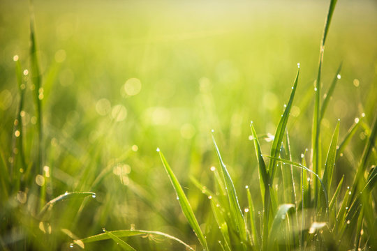  green grass with green bokeh background