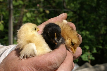 Small chicken in human hands