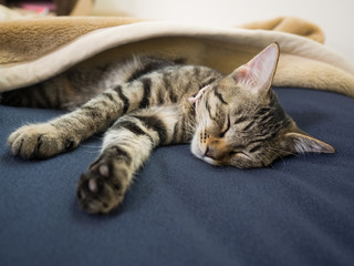 子猫の昼寝