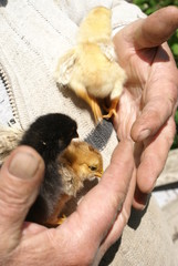 Small chicken in human hands