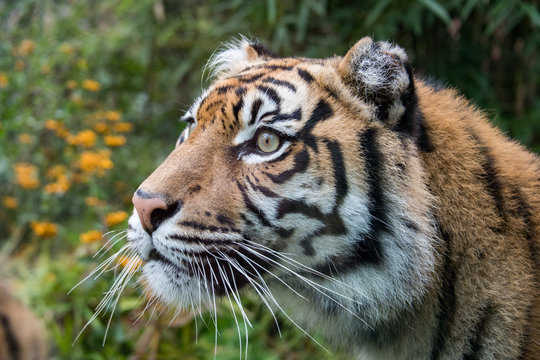 sumatra tiger portrait close up while lokking at you