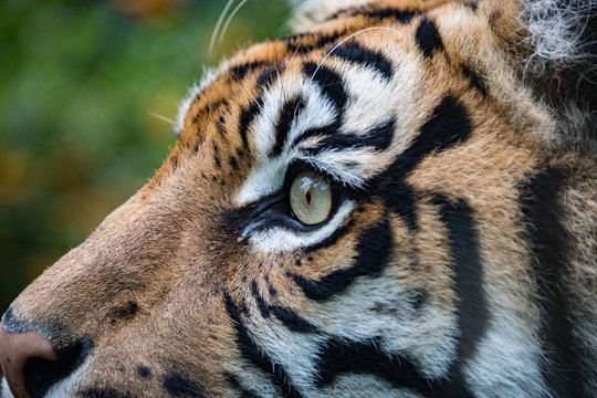sumatra tiger portrait close up while lokking at you