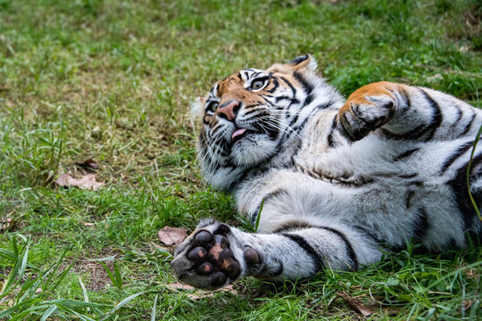 sumatra tiger portrait close up while lokking at you