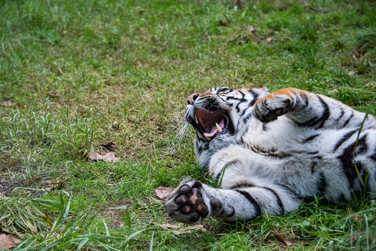 sumatra tiger portrait close up while lokking at you