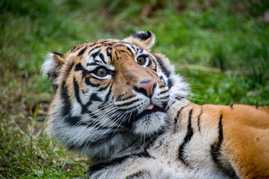 sumatra tiger portrait close up while lokking at you