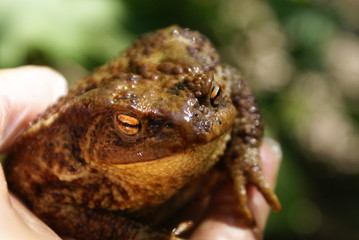 Man holds in his hand a large toad