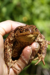 Big toad