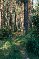 Obraz premium Trail in the pine forest