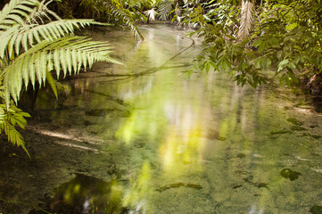 Streams from the forest in Asia