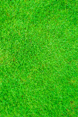 Fototapeta premium Green fresh grass background from above