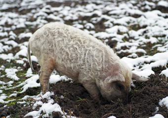 Naklejka premium Curly pig of Hungarian breed Mangalitsa dig the crude earth