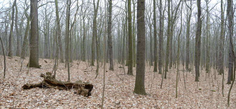 Many trunks of naked oak trees on fallen leaves background.