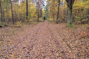 Leśna droga jesienią.