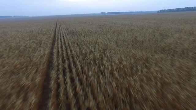 aerials. corn field in fog at dawn