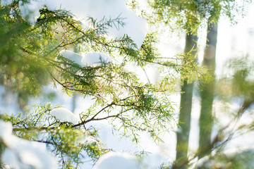 The fir-tree branches covered with snow sparkling on the low winter sun. Winter background. Close-up