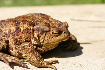 Toad sitting on a log