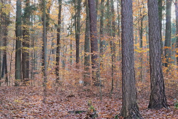 Las jesienią. © boguslavus