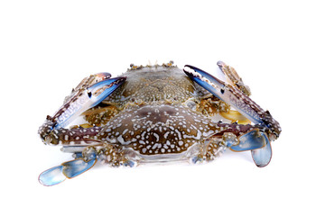 Blue Swimming Crabs isolated on white background