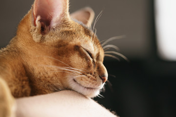 Purebred sleepy abyssinian kitten resting in hat