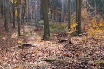 Las jesienią. © boguslavus