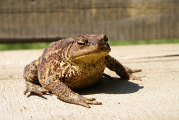 Toad sitting on a log