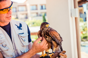 PYLOS, GREECE, 20 JUNE: man with hawk as a security staff, Greece
