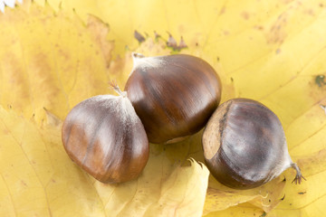 Chestnuts on autumn leaves