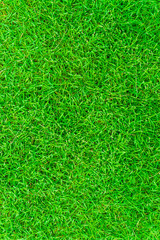 Green fresh grass background from above