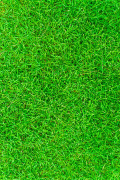 Green Fresh Grass Background From Above