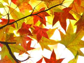 紅葉　アメリカフウ