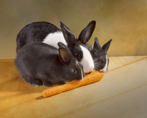 Three  Dutch rabbit dwarf (Mother and baby)  eat carrot
