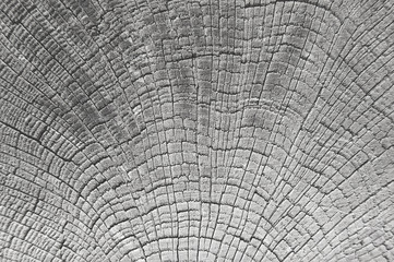 wooden background, wood pattern, close-up annual rings, tree trunk cross section