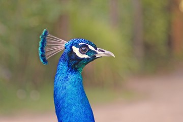 peacock head