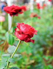 Red rose fresh in garden close up, select focus