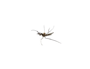 Mosquito species aedes aegyti side supine, isolated on white bac