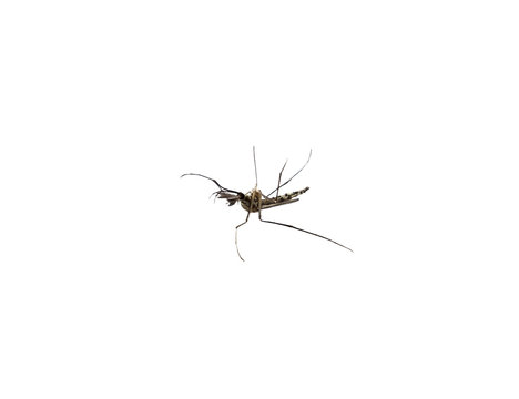 Mosquito species aedes aegyti side supine, isolated on white bac