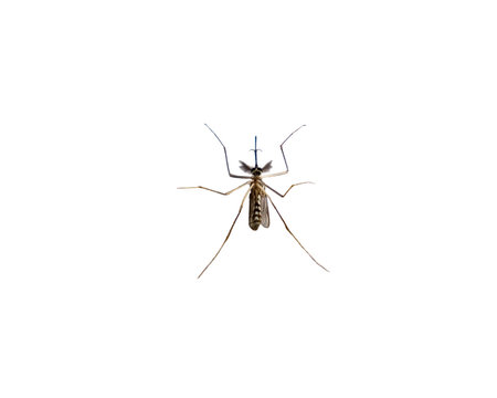 Mosquito Species Aedes Aegyti Sleep Open Isolated