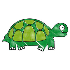 turtle animal cartoon icon image vector illustration design 