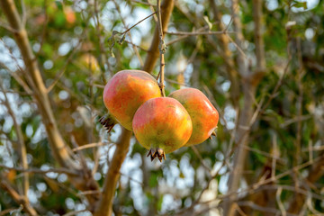Three pomegranate raw hanging limb tree