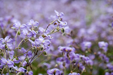 Purple flowers field (Murdannia giganteum), Soft focus