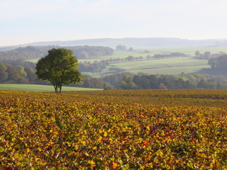 Vignoble champenois en automne (France)