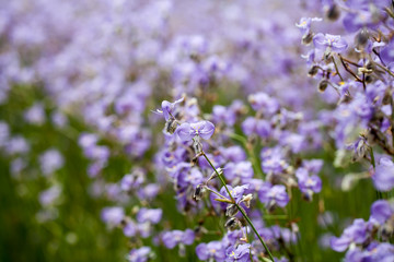 Purple flowers field (Murdannia giganteum), Soft focus