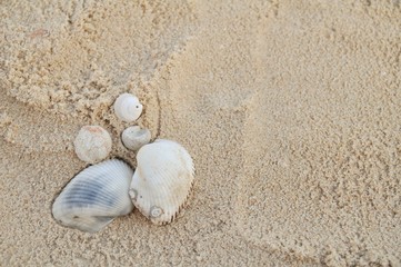 shell on the sand at the beach