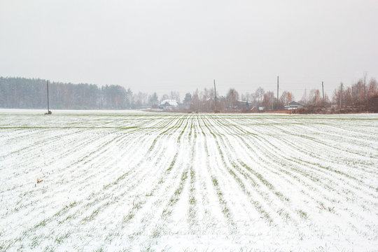 Засеянное поле зимой